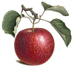 2026 10 21 APPLE 1